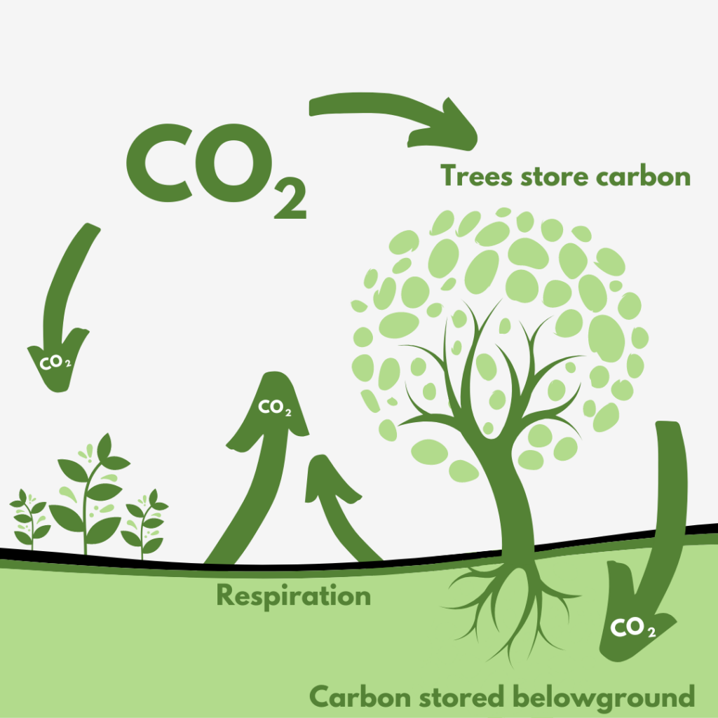 Carbon Sequestration & Carbon Credit Data Calculations by Ravindra Gaurav Greentech pro Pune Maharastra India