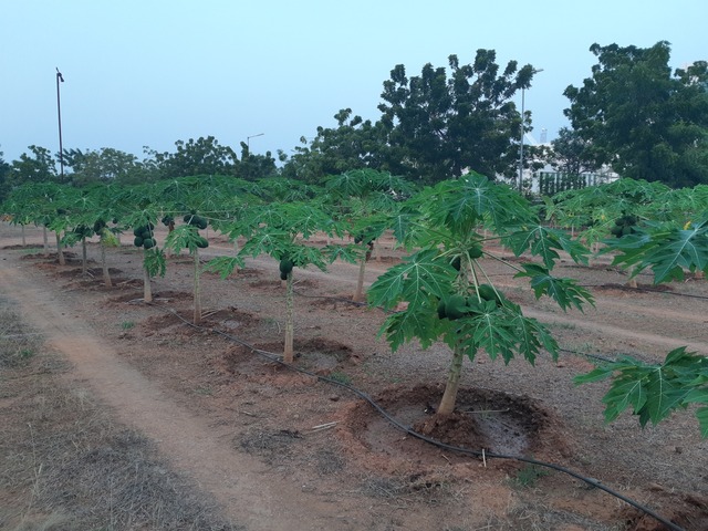 Farm House Development Ravindra Gaurav Greentech pro Pune Maharastra India (16)