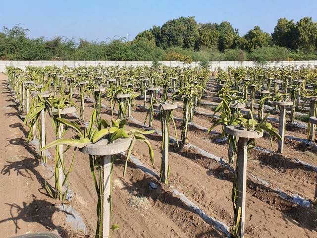 Farm House Development Ravindra Gaurav Greentech pro Pune Maharastra India (19)