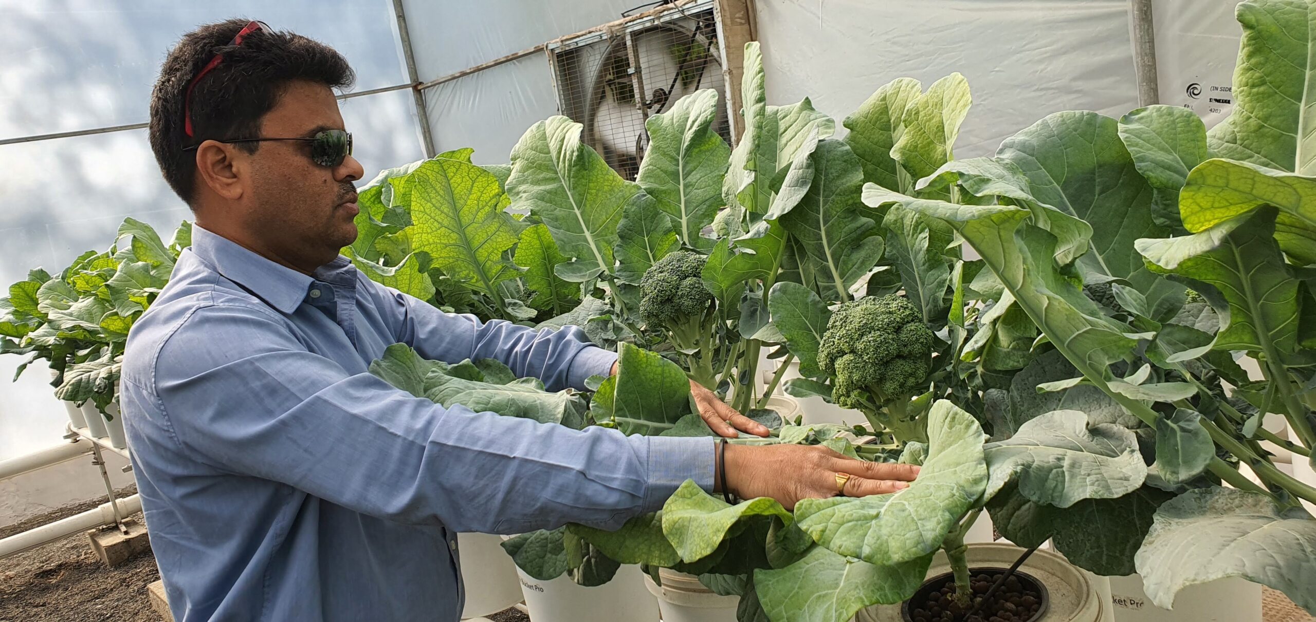 Hydroponics Planning, Design, Development & production of Exotic Leafy Vegetables Ravindra Gurav Green tech pro Pune Maharashtra India (3).jpg