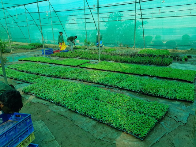 Poly-house & Green House Developments Ravindra Gurav Green tech pro Pune Maharashtra India (1)