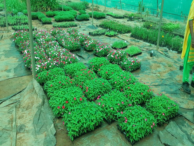 Poly-house & Green House Developments Ravindra Gurav Green tech pro Pune Maharashtra India (1)