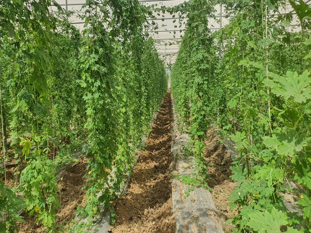 Poly-house & Green House Developments Ravindra Gurav Green tech pro Pune Maharashtra India (1)