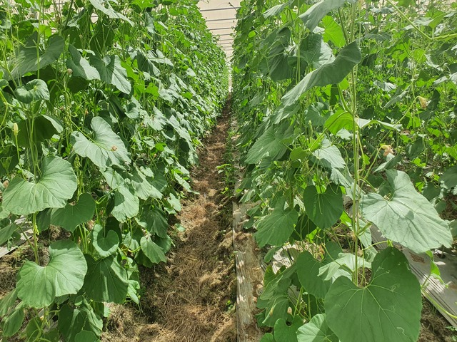 Poly-house & Green House Developments Ravindra Gurav Green tech pro Pune Maharashtra India (1)