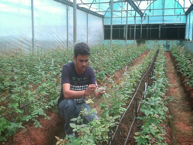 Poly-house & Green House Developments Ravindra Gurav Green tech pro Pune Maharashtra India (1)