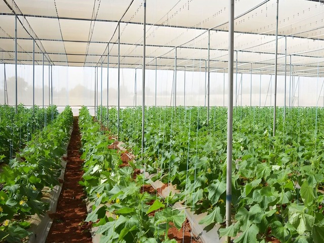 Poly-house & Green House Developments Ravindra Gurav Green tech pro Pune Maharashtra India (1)