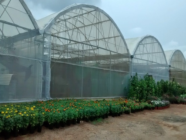 Poly-house & Green House Developments Ravindra Gurav Green tech pro Pune Maharashtra India (1)