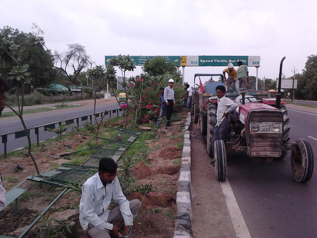 Roadside & Avenue Plantation & Replantation of Big Trees Ravindra Gaurav Greentech pro Pune Maharastra India (10)