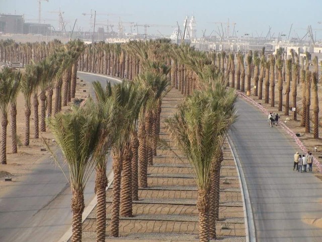 Roadside & Avenue Plantation & Replantation of Big Trees Ravindra Gaurav Greentech pro Pune Maharastra India (1)