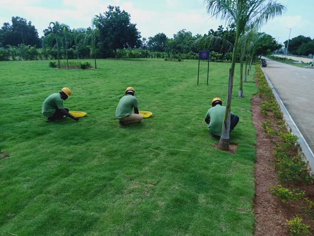 Roadside & Avenue Plantation & Replantation of Big Trees Ravindra Gaurav Greentech pro Pune Maharastra India (13)