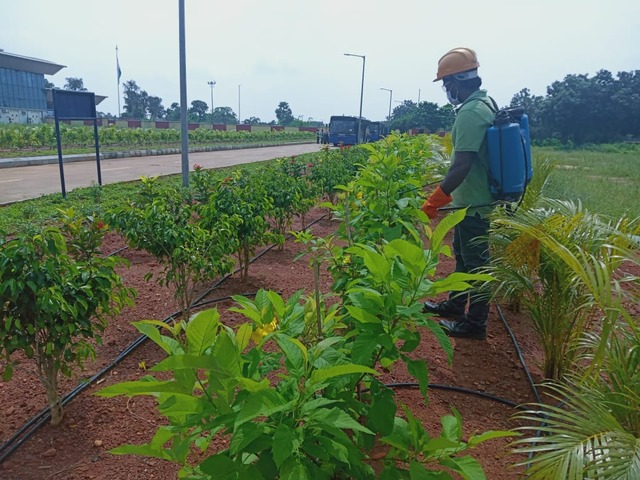 Roadside & Avenue Plantation & Replantation of Big Trees Ravindra Gaurav Greentech pro Pune Maharastra India (1)