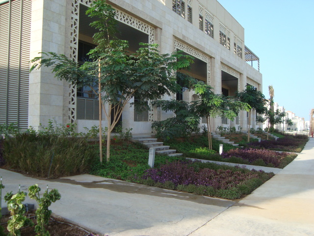 Roadside & Avenue Plantation & Replantation of Big Trees Ravindra Gaurav Greentech pro Pune Maharastra India (1)