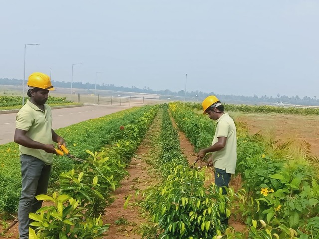 Roadside & Avenue Plantation & Replantation of Big Trees Ravindra Gaurav Greentech pro Pune Maharastra India (1)