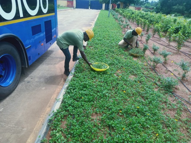 Roadside & Avenue Plantation & Replantation of Big Trees Ravindra Gaurav Greentech pro Pune Maharastra India (1)