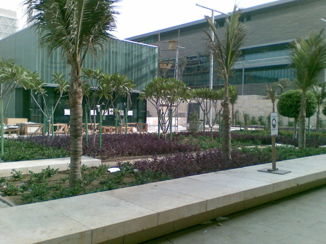 Roadside & Avenue Plantation & Replantation of Big Trees Ravindra Gaurav Greentech pro Pune Maharastra India (1)