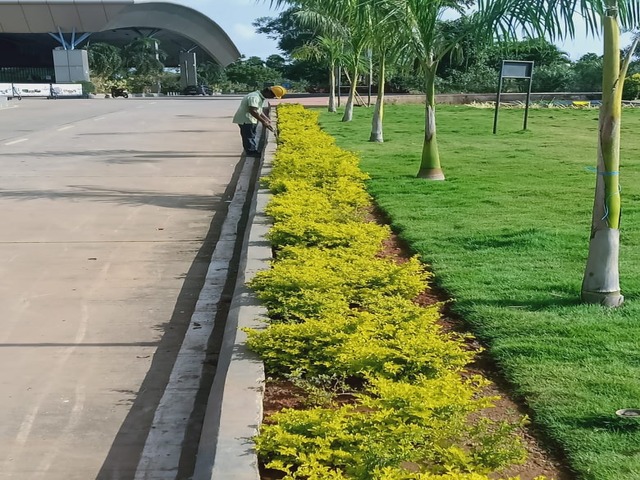 Roadside & Avenue Plantation & Replantation of Big Trees Ravindra Gaurav Greentech pro Pune Maharastra India (1)