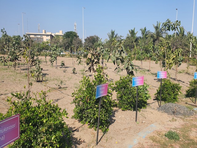 Roadside & Avenue Plantation & Replantation of Big Trees Ravindra Gaurav Greentech pro Pune Maharastra India (1)