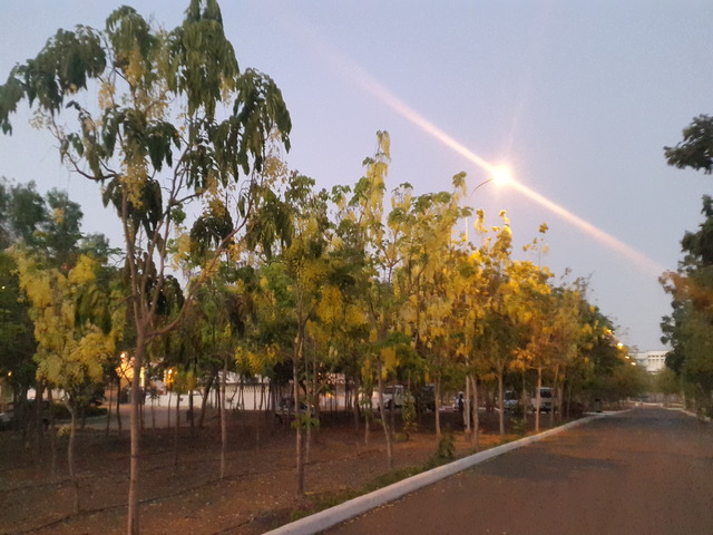 Roadside & Avenue Plantation & Replantation of Big Trees Ravindra Gaurav Greentech pro Pune Maharastra India (1)