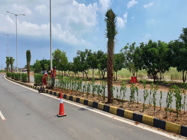 Roadside & Avenue Plantation & Replantation of Big Trees Ravindra Gaurav Greentech pro Pune Maharastra India (9)
