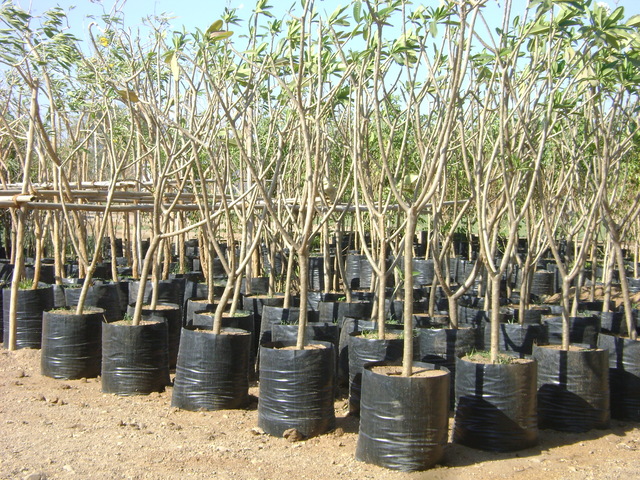 Supplier of Planting Materials like Palms, Trees, Fruit Trees, Shrubs, Ground Covers & Commercial Lawns Ravindra Gaurav Greentech pro Pune Maharastra India (1)