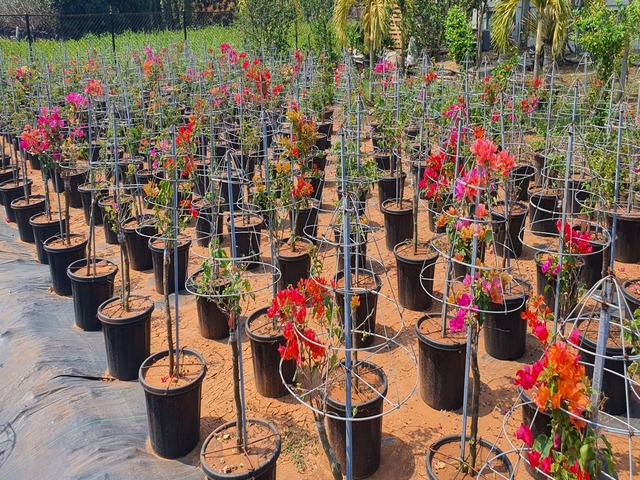 Supplier of Planting Materials like Palms, Trees, Fruit Trees, Shrubs, Ground Covers & Commercial Lawns Ravindra Gaurav Greentech pro Pune Maharastra India (1)