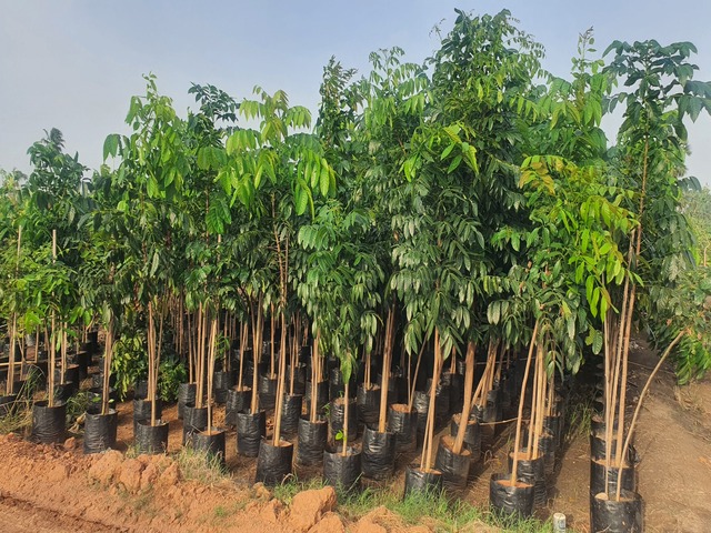Supplier of Planting Materials like Palms, Trees, Fruit Trees, Shrubs, Ground Covers & Commercial Lawns Ravindra Gaurav Greentech pro Pune Maharastra India (1)