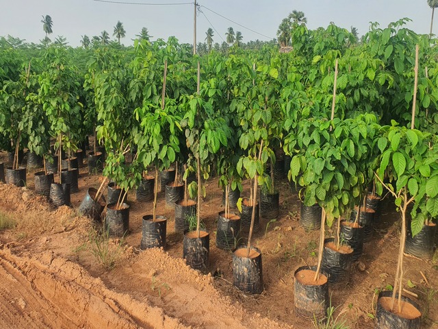 Supplier of Planting Materials like Palms, Trees, Fruit Trees, Shrubs, Ground Covers & Commercial Lawns Ravindra Gaurav Greentech pro Pune Maharastra India (1)