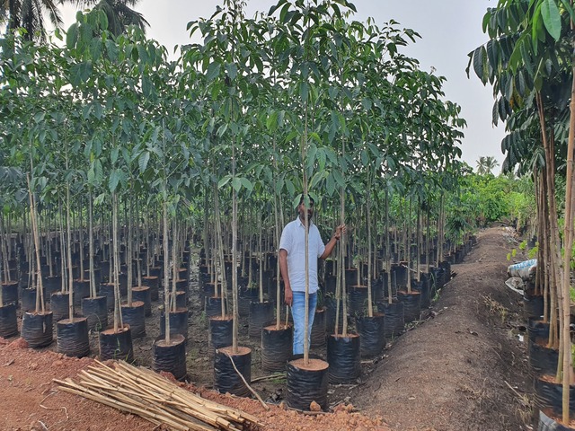 Supplier of Planting Materials like Palms, Trees, Fruit Trees, Shrubs, Ground Covers & Commercial Lawns Ravindra Gaurav Greentech pro Pune Maharastra India (1)