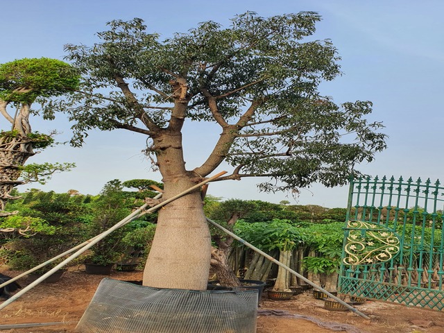 Supplier of Planting Materials like Palms, Trees, Fruit Trees, Shrubs, Ground Covers & Commercial Lawns Ravindra Gaurav Greentech pro Pune Maharastra India (1)