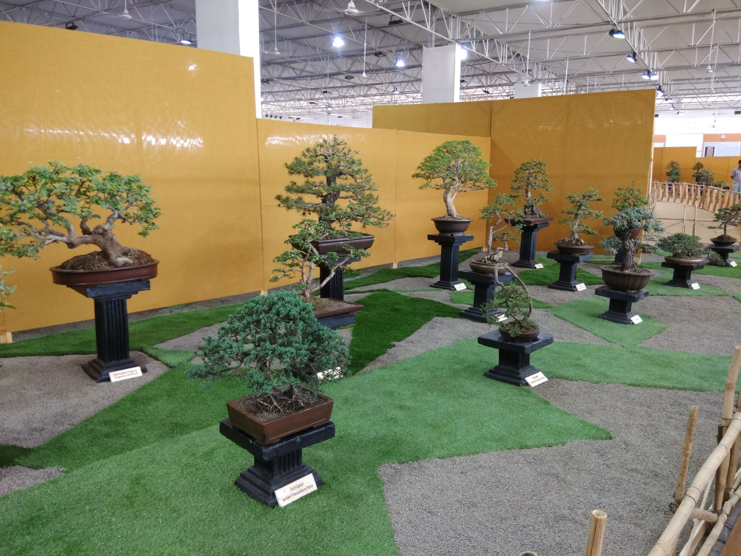 Supplier of Planting Materials like Palms, Trees, Fruit Trees, Shrubs, Ground Covers & Commercial Lawns Ravindra Gaurav Greentech pro Pune Maharastra India (2)