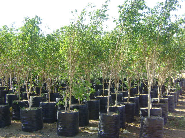 Supplier of Planting Materials like Palms, Trees, Fruit Trees, Shrubs, Ground Covers & Commercial Lawns Ravindra Gaurav Greentech pro Pune Maharastra India (1)