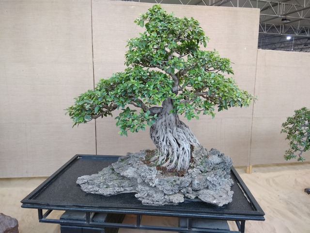 Supplier of Planting Materials like Palms, Trees, Fruit Trees, Shrubs, Ground Covers & Commercial Lawns Ravindra Gaurav Greentech pro Pune Maharastra India (1)