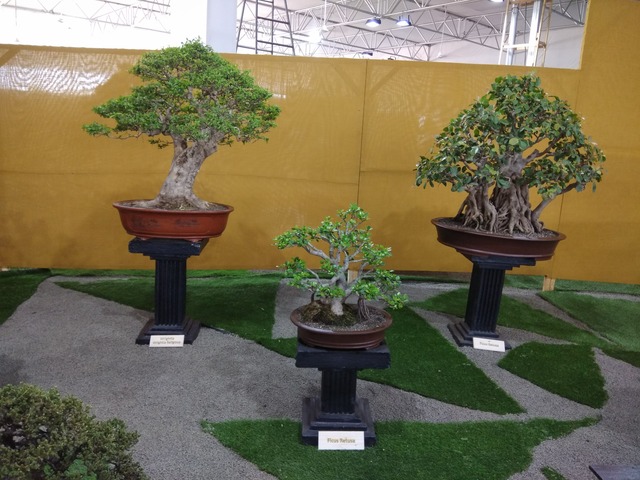 Supplier of Planting Materials like Palms, Trees, Fruit Trees, Shrubs, Ground Covers & Commercial Lawns Ravindra Gaurav Greentech pro Pune Maharastra India (1)