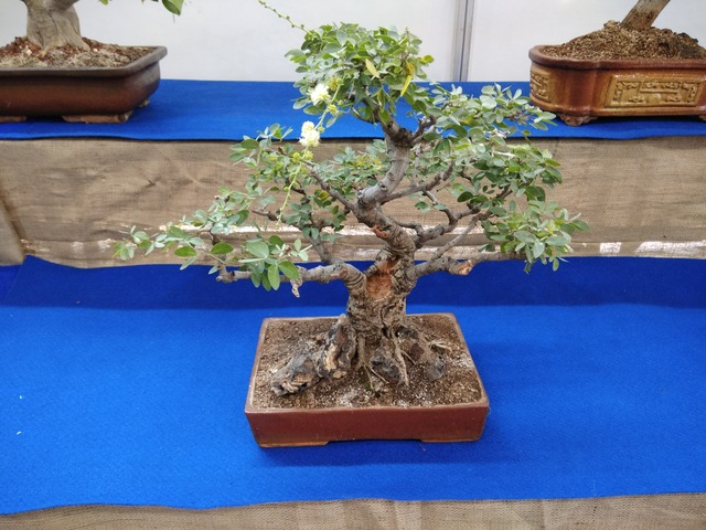 Supplier of Planting Materials like Palms, Trees, Fruit Trees, Shrubs, Ground Covers & Commercial Lawns Ravindra Gaurav Greentech pro Pune Maharastra India (1)