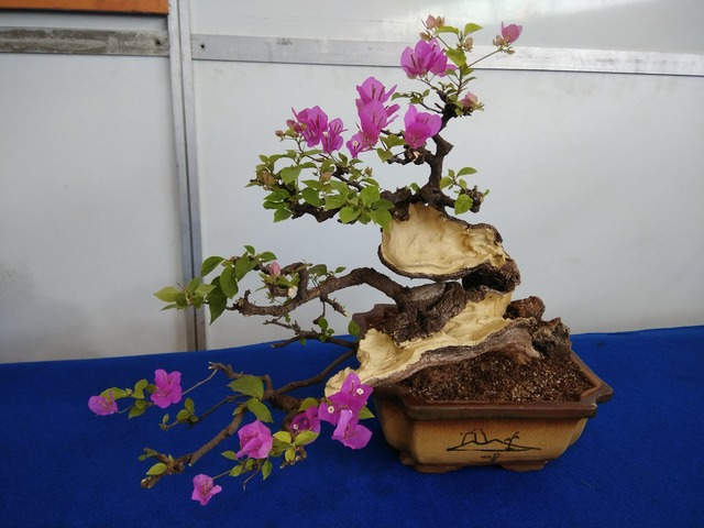 Supplier of Planting Materials like Palms, Trees, Fruit Trees, Shrubs, Ground Covers & Commercial Lawns Ravindra Gaurav Greentech pro Pune Maharastra India (1)