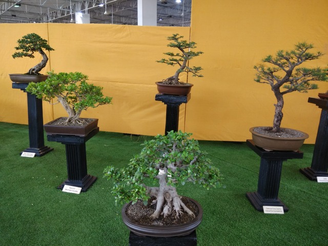 Supplier of Planting Materials like Palms, Trees, Fruit Trees, Shrubs, Ground Covers & Commercial Lawns Ravindra Gaurav Greentech pro Pune Maharastra India (1)