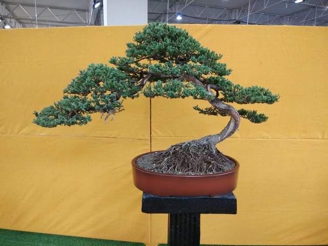 Supplier of Planting Materials like Palms, Trees, Fruit Trees, Shrubs, Ground Covers & Commercial Lawns Ravindra Gaurav Greentech pro Pune Maharastra India (1)