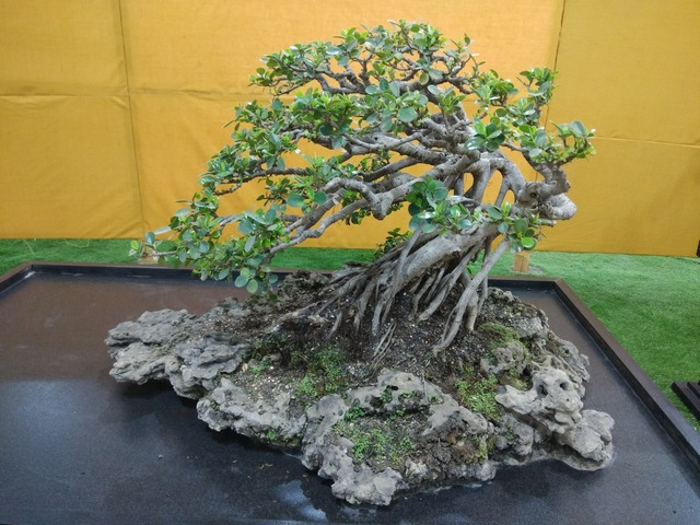 Supplier of Planting Materials like Palms, Trees, Fruit Trees, Shrubs, Ground Covers & Commercial Lawns Ravindra Gaurav Greentech pro Pune Maharastra India (1)