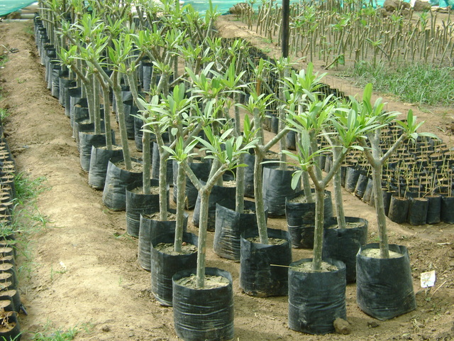 Supplier of Planting Materials like Palms, Trees, Fruit Trees, Shrubs, Ground Covers & Commercial Lawns Ravindra Gaurav Greentech pro Pune Maharastra India (1)