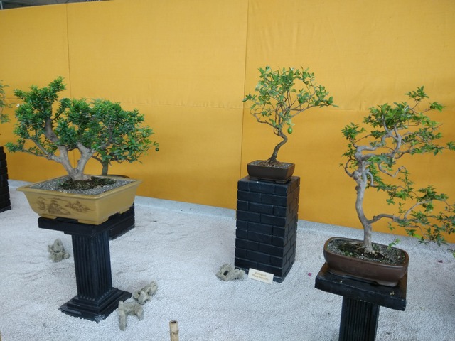 Supplier of Planting Materials like Palms, Trees, Fruit Trees, Shrubs, Ground Covers & Commercial Lawns Ravindra Gaurav Greentech pro Pune Maharastra India (1)