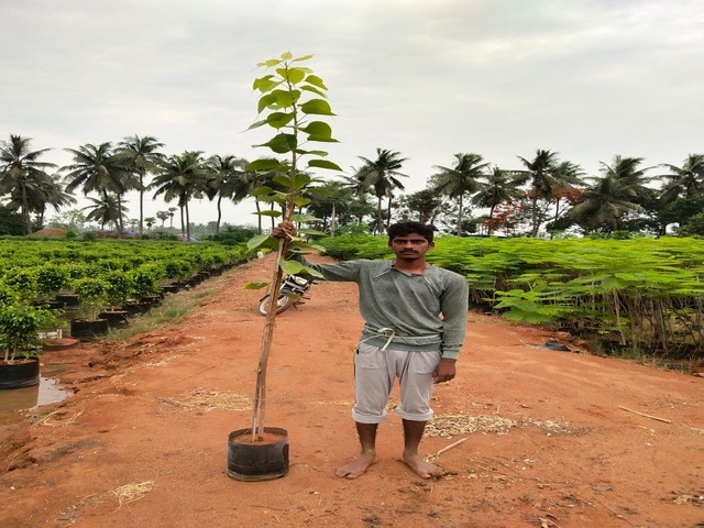 Supplier of Planting Materials like Palms, Trees, Fruit Trees, Shrubs, Ground Covers & Commercial Lawns Ravindra Gaurav Greentech pro Pune Maharastra India (1)