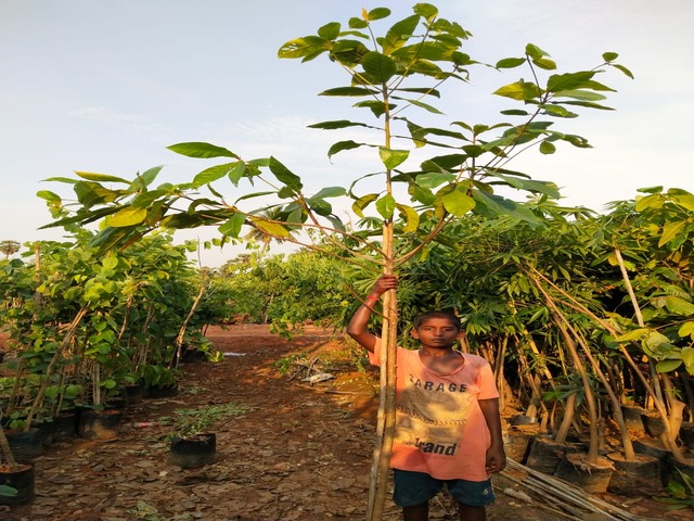 Supplier of Planting Materials like Palms, Trees, Fruit Trees, Shrubs, Ground Covers & Commercial Lawns Ravindra Gaurav Greentech pro Pune Maharastra India (1)