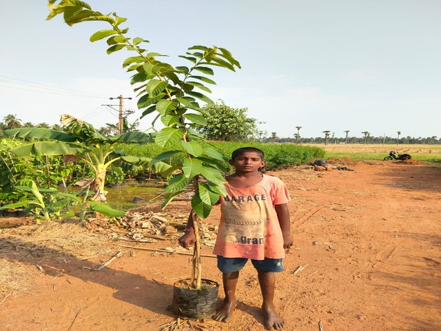 Supplier of Planting Materials like Palms, Trees, Fruit Trees, Shrubs, Ground Covers & Commercial Lawns Ravindra Gaurav Greentech pro Pune Maharastra India (1)