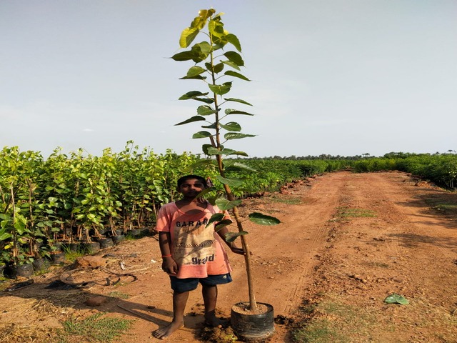 Supplier of Planting Materials like Palms, Trees, Fruit Trees, Shrubs, Ground Covers & Commercial Lawns Ravindra Gaurav Greentech pro Pune Maharastra India (1)