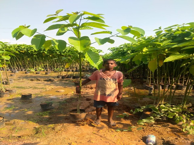 Supplier of Planting Materials like Palms, Trees, Fruit Trees, Shrubs, Ground Covers & Commercial Lawns Ravindra Gaurav Greentech pro Pune Maharastra India (1)