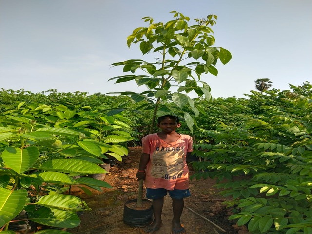 Supplier of Planting Materials like Palms, Trees, Fruit Trees, Shrubs, Ground Covers & Commercial Lawns Ravindra Gaurav Greentech pro Pune Maharastra India (1)