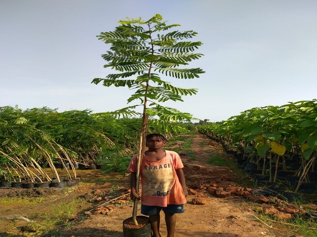 Supplier of Planting Materials like Palms, Trees, Fruit Trees, Shrubs, Ground Covers & Commercial Lawns Ravindra Gaurav Greentech pro Pune Maharastra India (1)