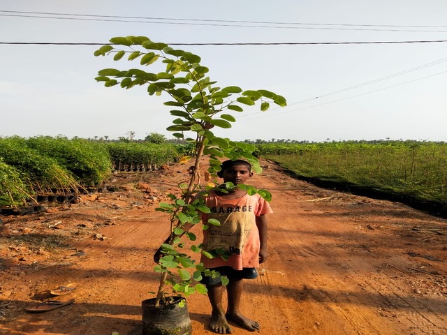 Supplier of Planting Materials like Palms, Trees, Fruit Trees, Shrubs, Ground Covers & Commercial Lawns Ravindra Gaurav Greentech pro Pune Maharastra India (1)