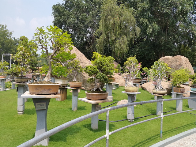 Supplier of Planting Materials like Palms, Trees, Fruit Trees, Shrubs, Ground Covers & Commercial Lawns Ravindra Gaurav Greentech pro Pune Maharastra India (1)