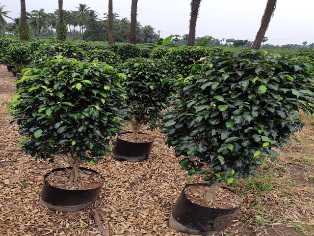 Supplier of Planting Materials like Palms, Trees, Fruit Trees, Shrubs, Ground Covers & Commercial Lawns Ravindra Gaurav Greentech pro Pune Maharastra India (1)